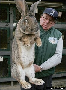 eighteen pound nibbler